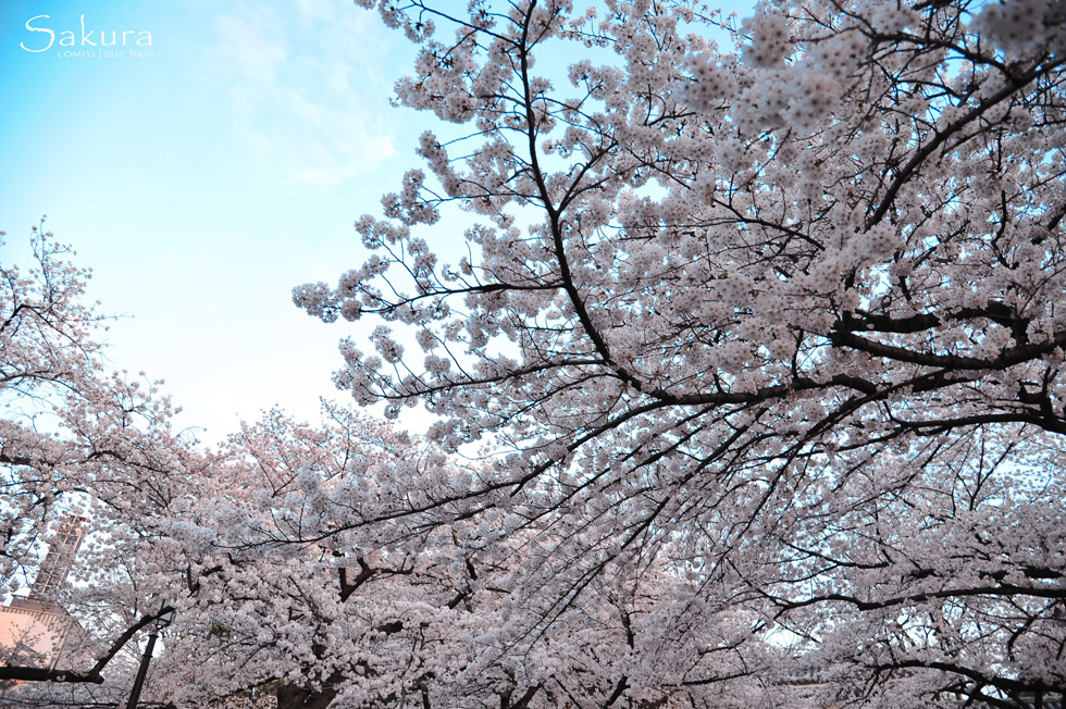 http://i.dcview.tw/gallery/201204/f4f34d2e21e8e6cc1c4520afe729705e.jpg