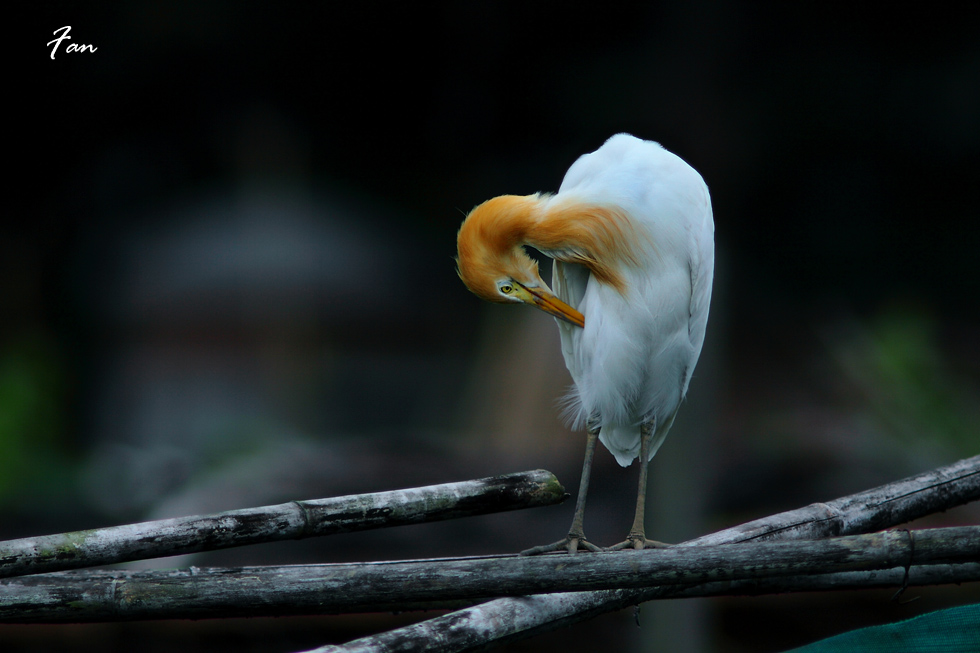 http://i.dcview.tw/gallery/201204/f6b692f1bb126a7901aef9e7108bc925.jpg