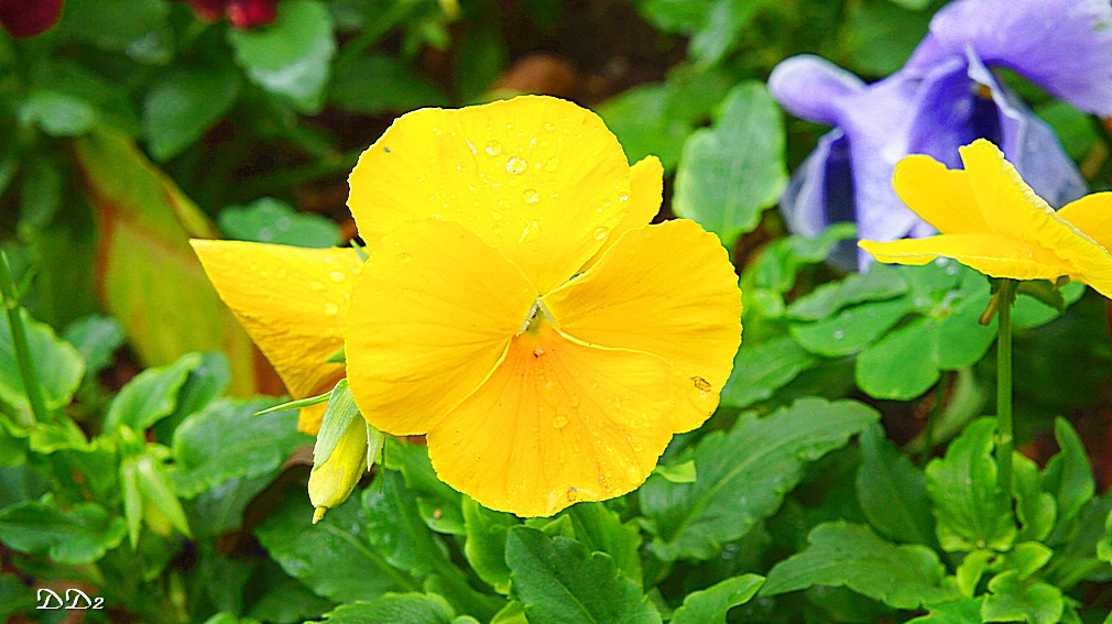http://i.dcview.tw/gallery/201204/f73d4e4807dcd26548a3c6f07644a5c4.jpg