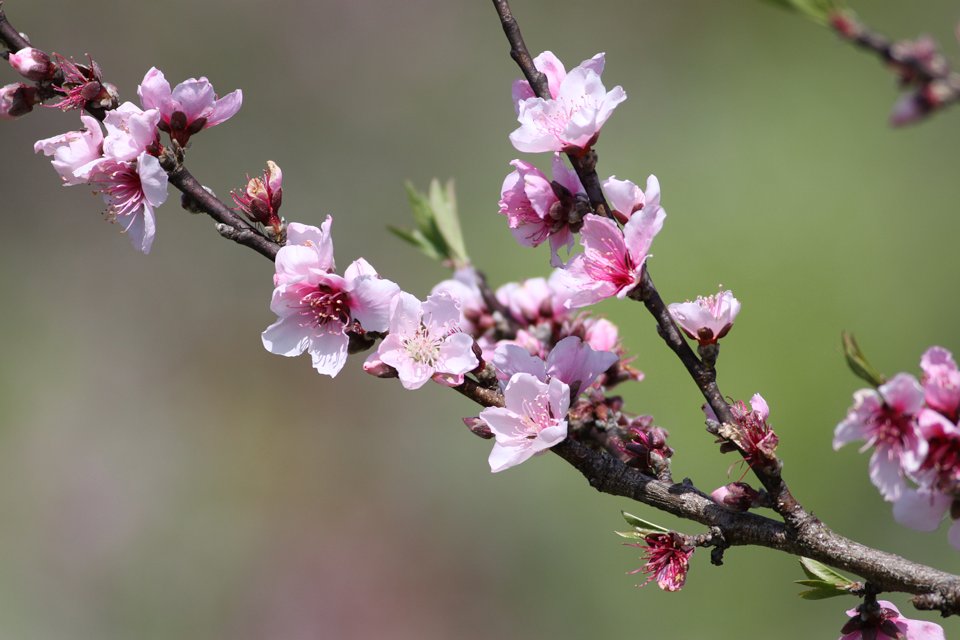 http://i.dcview.tw/gallery/201204/f9fce0e607a6cbce2b4bdf42337cec61.jpg