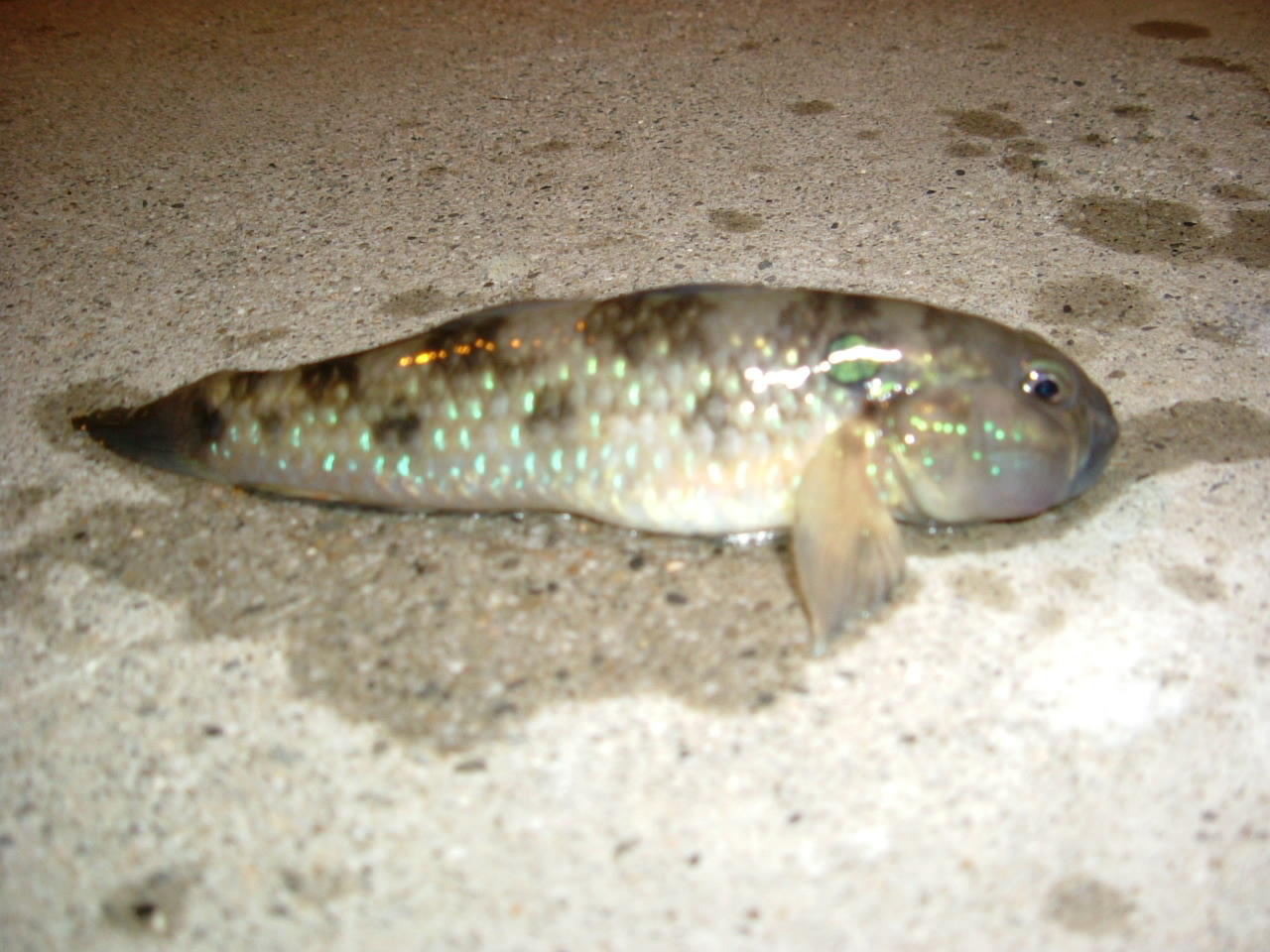 http://i.dcview.tw/gallery/201204/fc063d88ac20156b7494d52aea981e5e.jpg