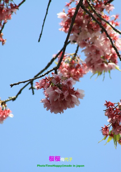 http://i.dcview.tw/gallery/201204/fe9b3d1540ce1c0b020f09d9af6ff3d3.jpg