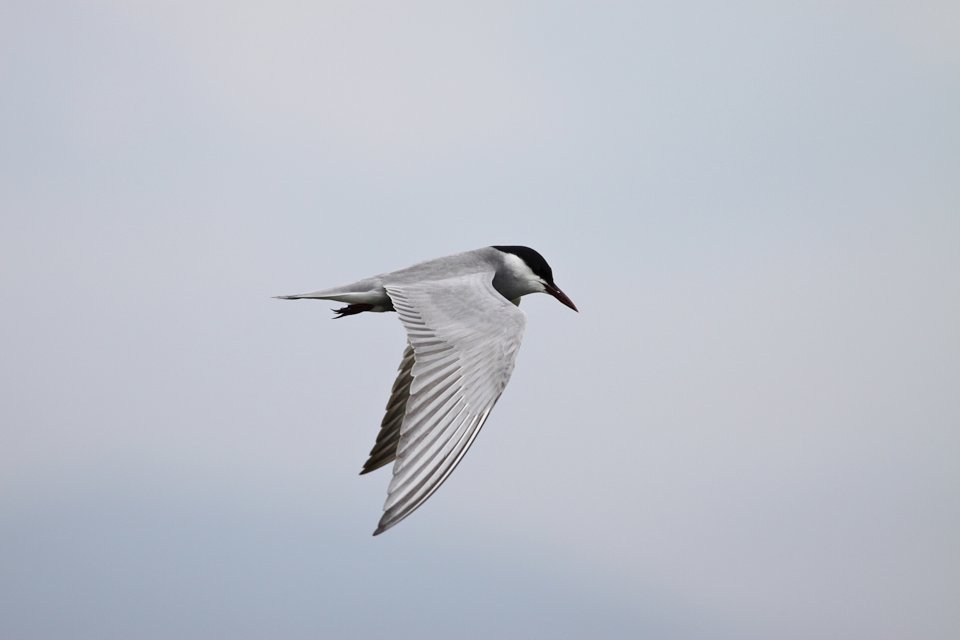http://i.dcview.tw/gallery/201204/ff1b58cb48da8c0a6eee3c90e66900d7.jpg