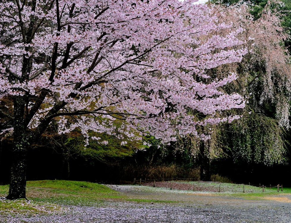 http://i.dcview.tw/gallery/201205/05b53611e3074437a9d8f96a42658d4b.jpg