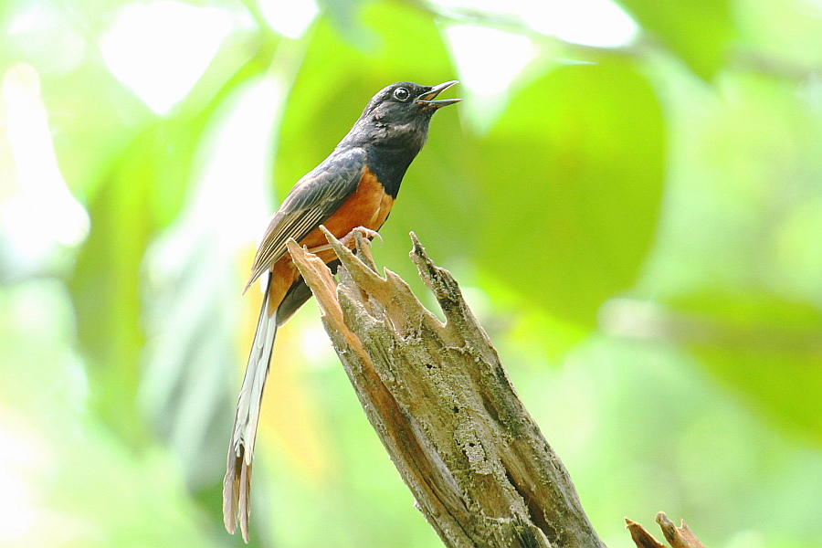 http://i.dcview.tw/gallery/201205/1906974712038578d9102f133f97ce15.jpg