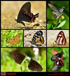 花蝶戀＊May.2012