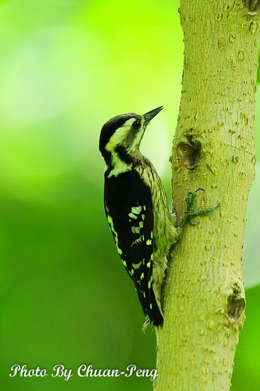 http://i.dcview.tw/gallery/201205/22738700f5aafd82b902f2ef8d5514fd.jpg