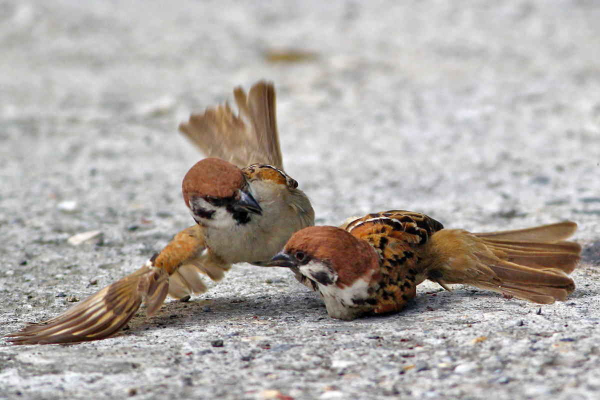 http://i.dcview.tw/gallery/201205/24ed70465b553a719224e59f891b2d6f.jpg