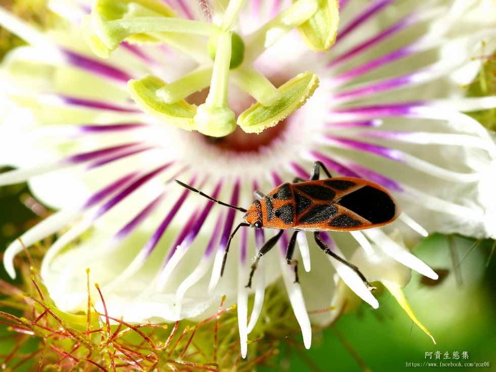 http://i.dcview.tw/gallery/201205/2c491bc3f6c3706b57943ba315f7ca58.jpg