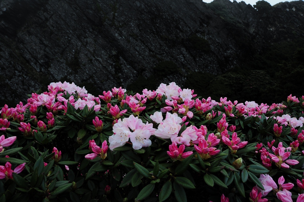 http://i.dcview.tw/gallery/201205/3064aeeab2325445510270c8f2c58d51.jpg