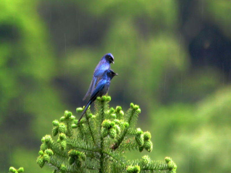 http://i.dcview.tw/gallery/201205/326e5d4ec9ffb43944822005b61752a7.jpg