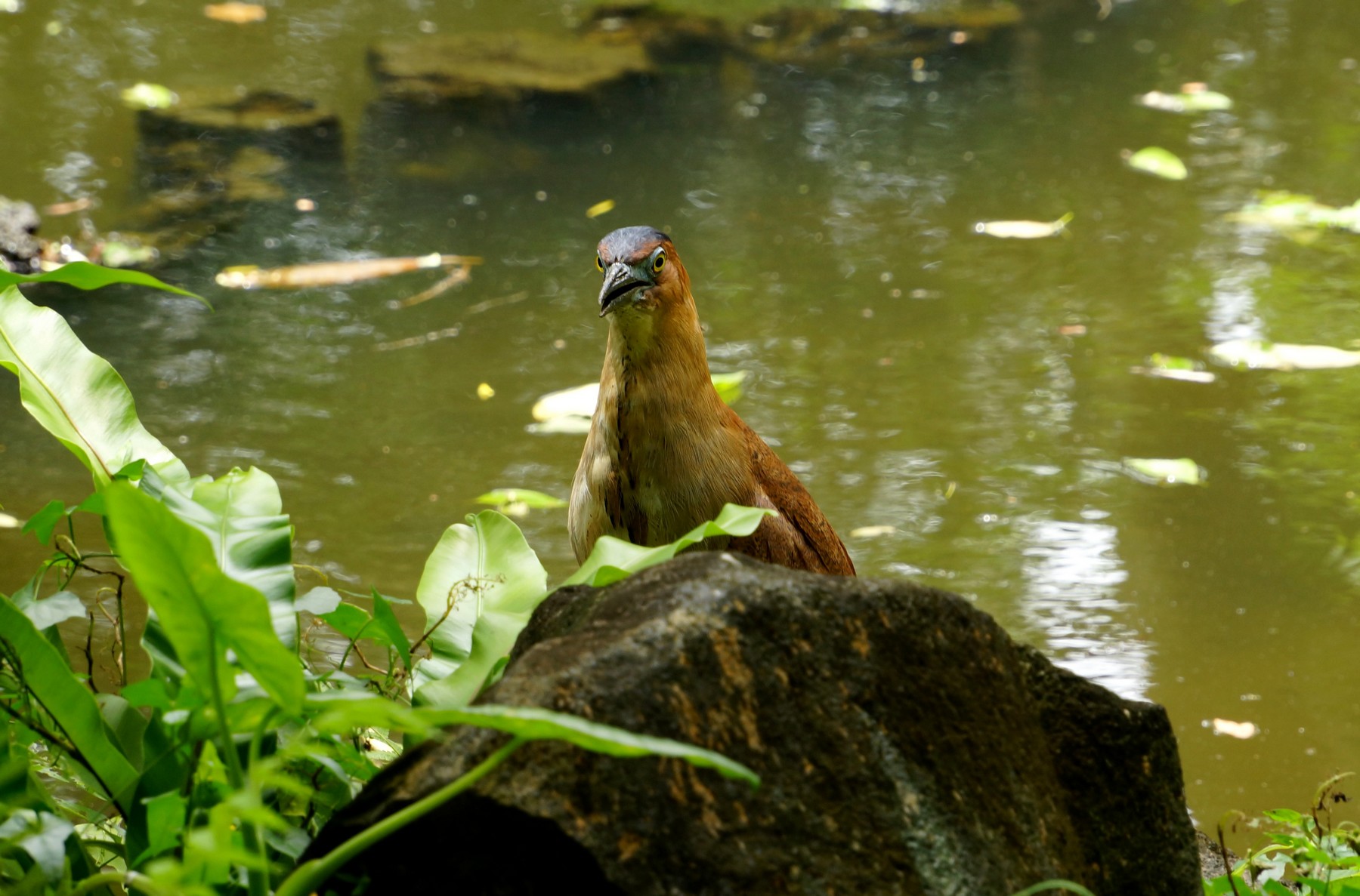 http://i.dcview.tw/gallery/201205/367e2fe010474c81f8df316846441b86.jpg