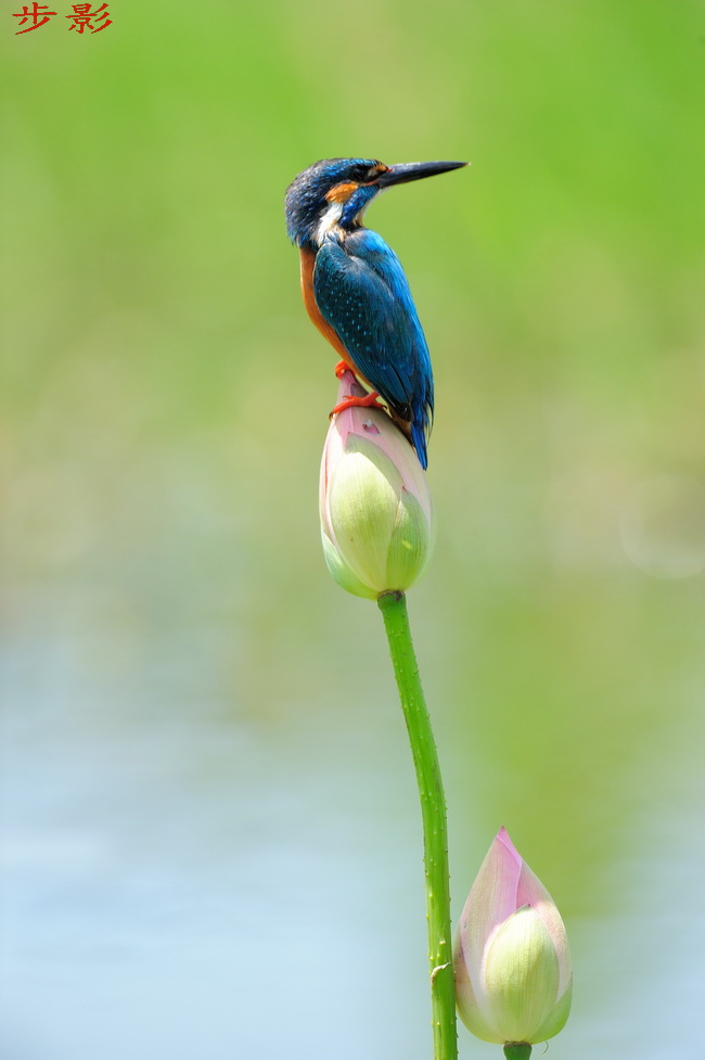 http://i.dcview.tw/gallery/201205/36d05299d8acd89fae297e1d288cfc08.jpg