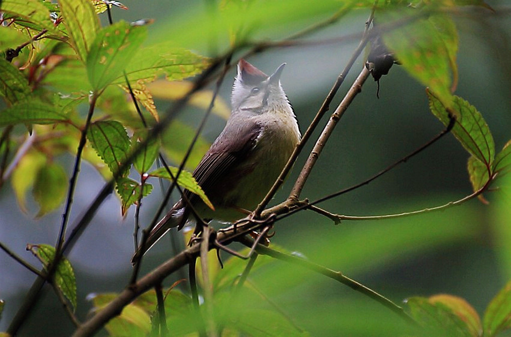 http://i.dcview.tw/gallery/201205/3b8307a1fffc2e46a36a4491594747cc.jpg