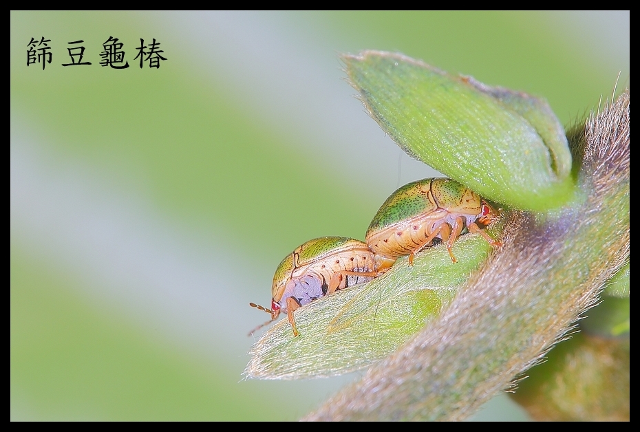 http://i.dcview.tw/gallery/201205/3c1c91b72228b0f1fbad22912c2cd558.jpg