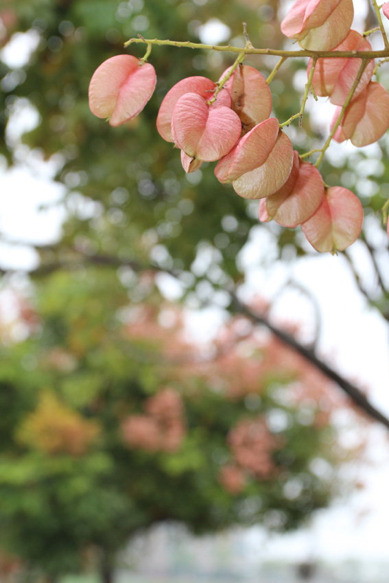http://i.dcview.tw/gallery/201205/4562f7f7983fec6803810c0c2c5881db.jpg