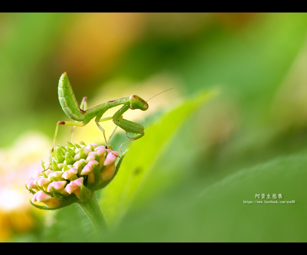 http://i.dcview.tw/gallery/201205/4aee5a6680e9cd46f11f4df57bb72181.jpg