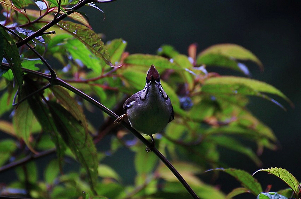 http://i.dcview.tw/gallery/201205/4b0315aa13597a7122aac3949249072d.jpg