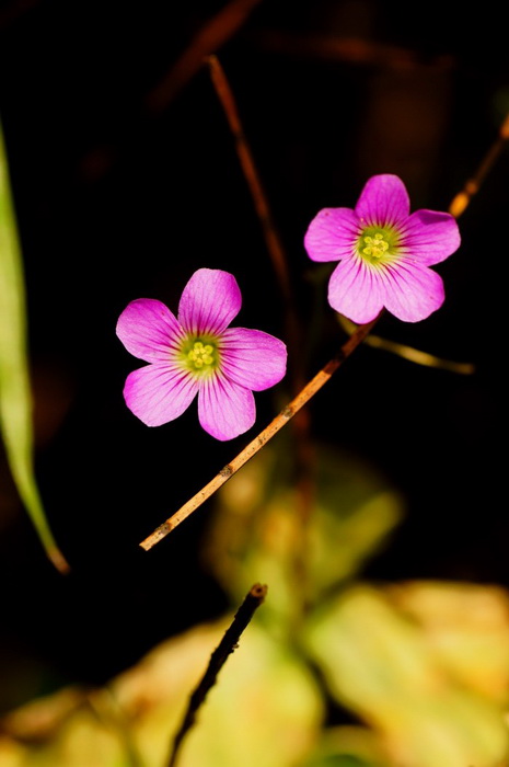 http://i.dcview.tw/gallery/201205/4c0a173e130cb5b88bccbf296c212625.jpg
