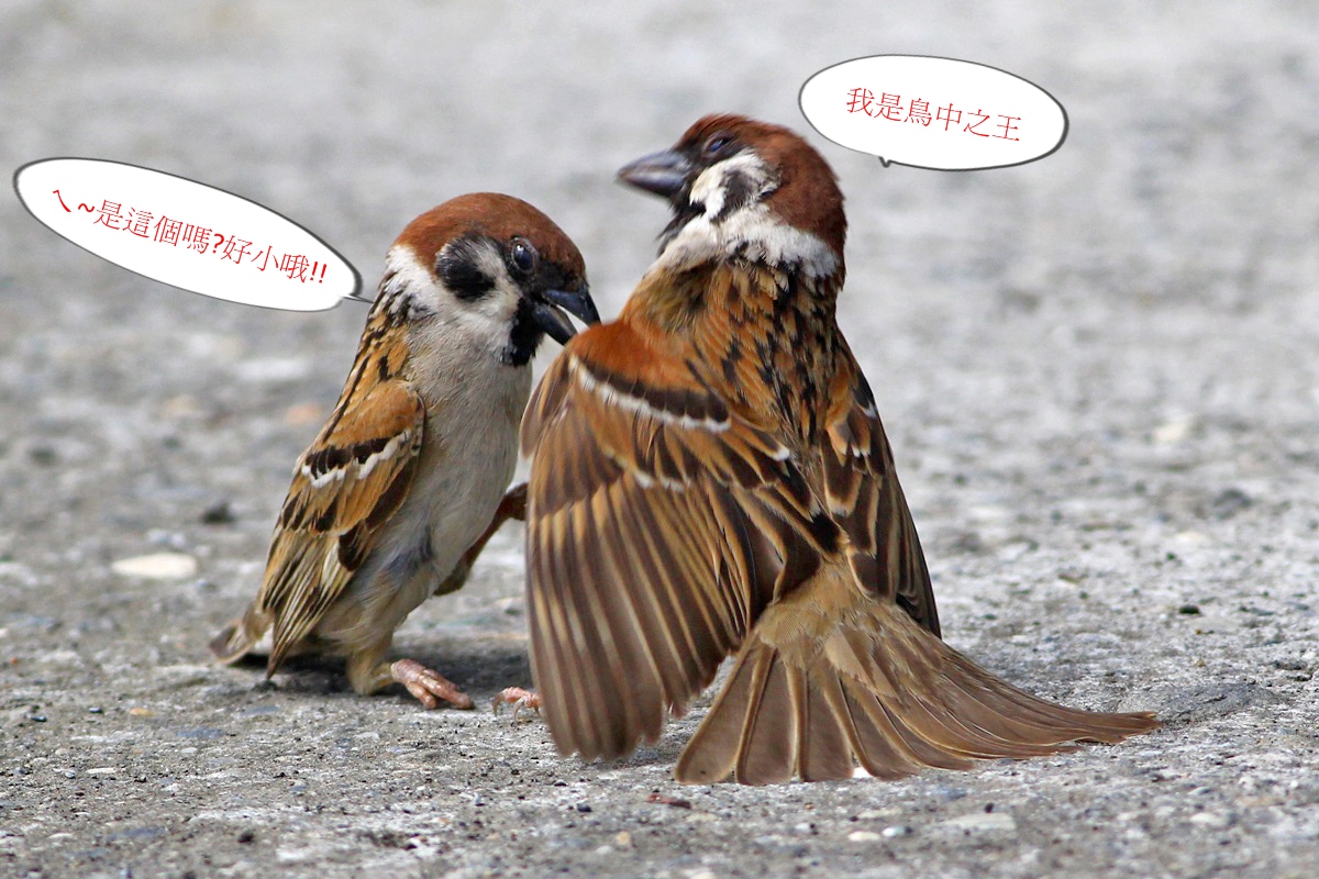 http://i.dcview.tw/gallery/201205/4c7677d45be59b448dae5edf092d0575.jpg
