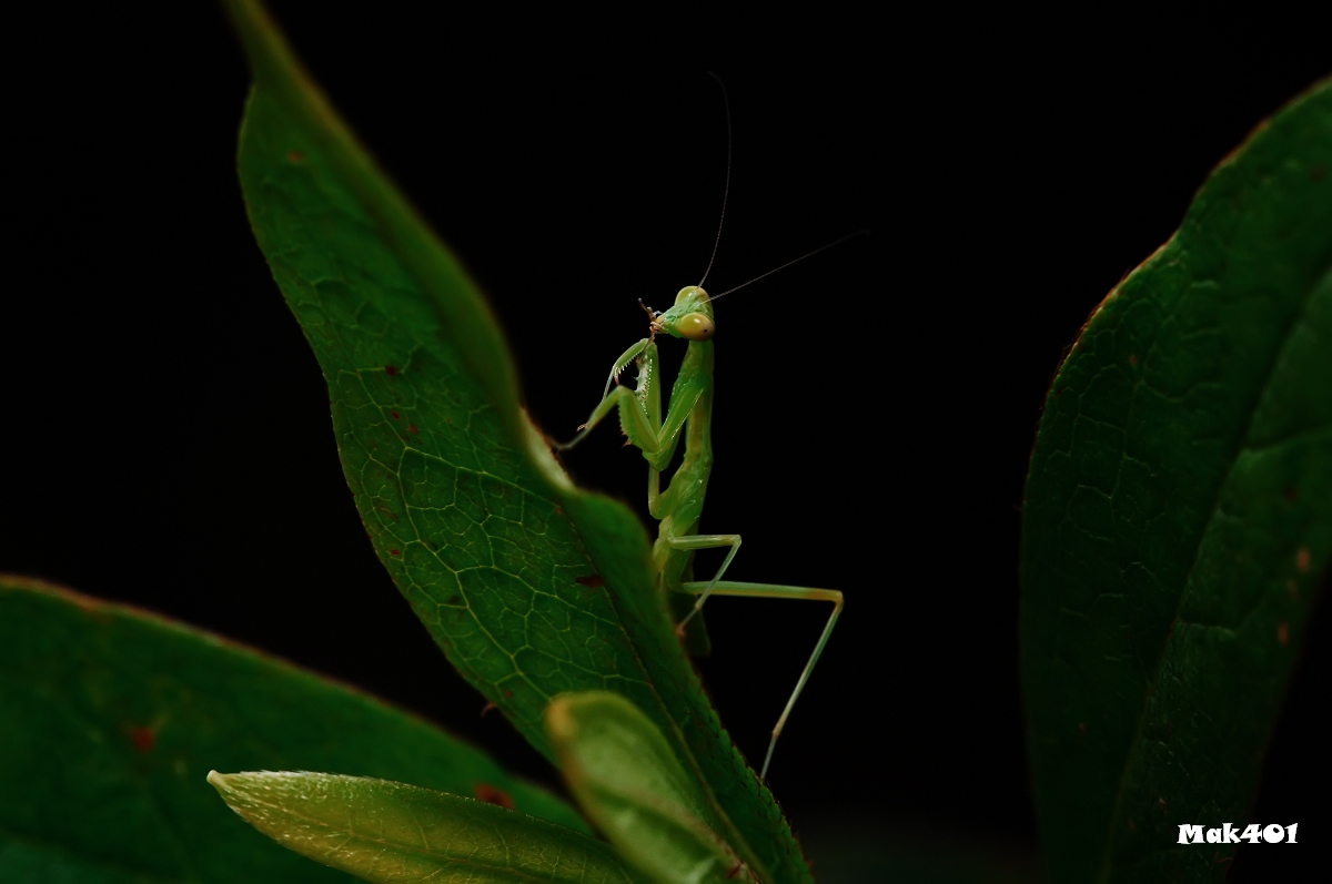 http://i.dcview.tw/gallery/201205/4e9a16c8ca5b79b74006f27f66a59f80.jpg