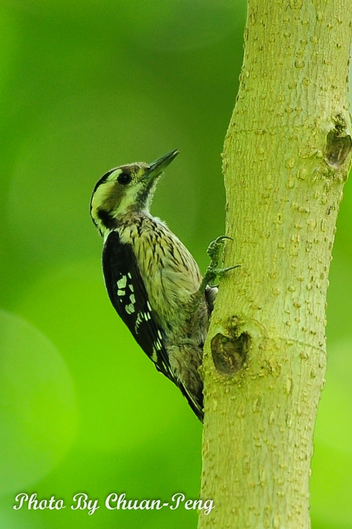 http://i.dcview.tw/gallery/201205/51075299b4ac676fdb2c2cd66dd67833.jpg