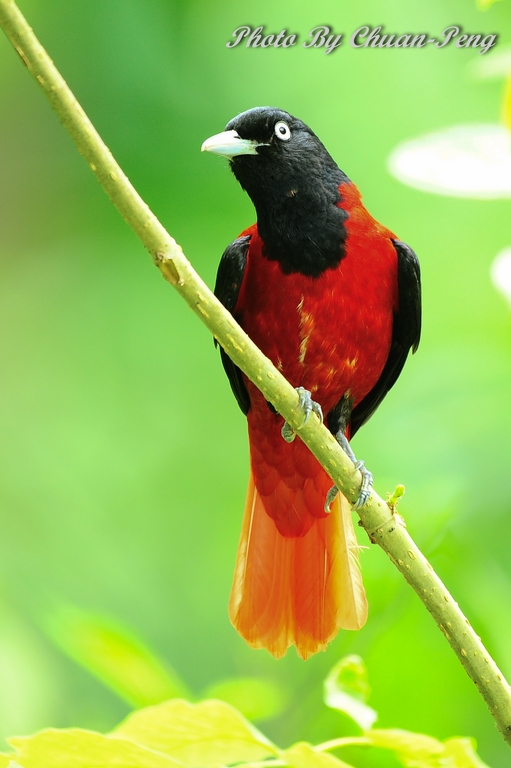 http://i.dcview.tw/gallery/201205/596cf8c160824a8045a7c9832ed27f45.jpg