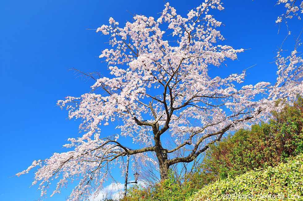http://i.dcview.tw/gallery/201205/5e6d9e7e9a1d91c9a1c20c5b15e1b08c.jpg