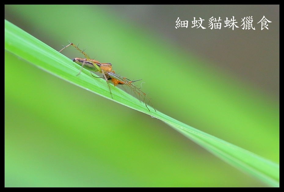 http://i.dcview.tw/gallery/201205/5ef027e78e93ee13305f5aab0d89b2e9.jpg