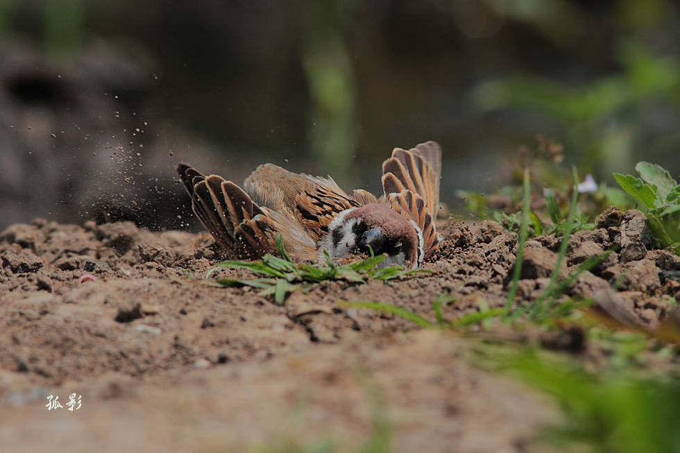 mainImg