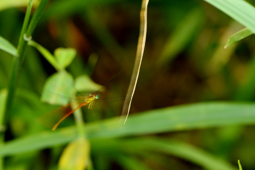 http://i.dcview.tw/gallery/201205/72de87b763492ab8278fec14e5f288a7.jpg