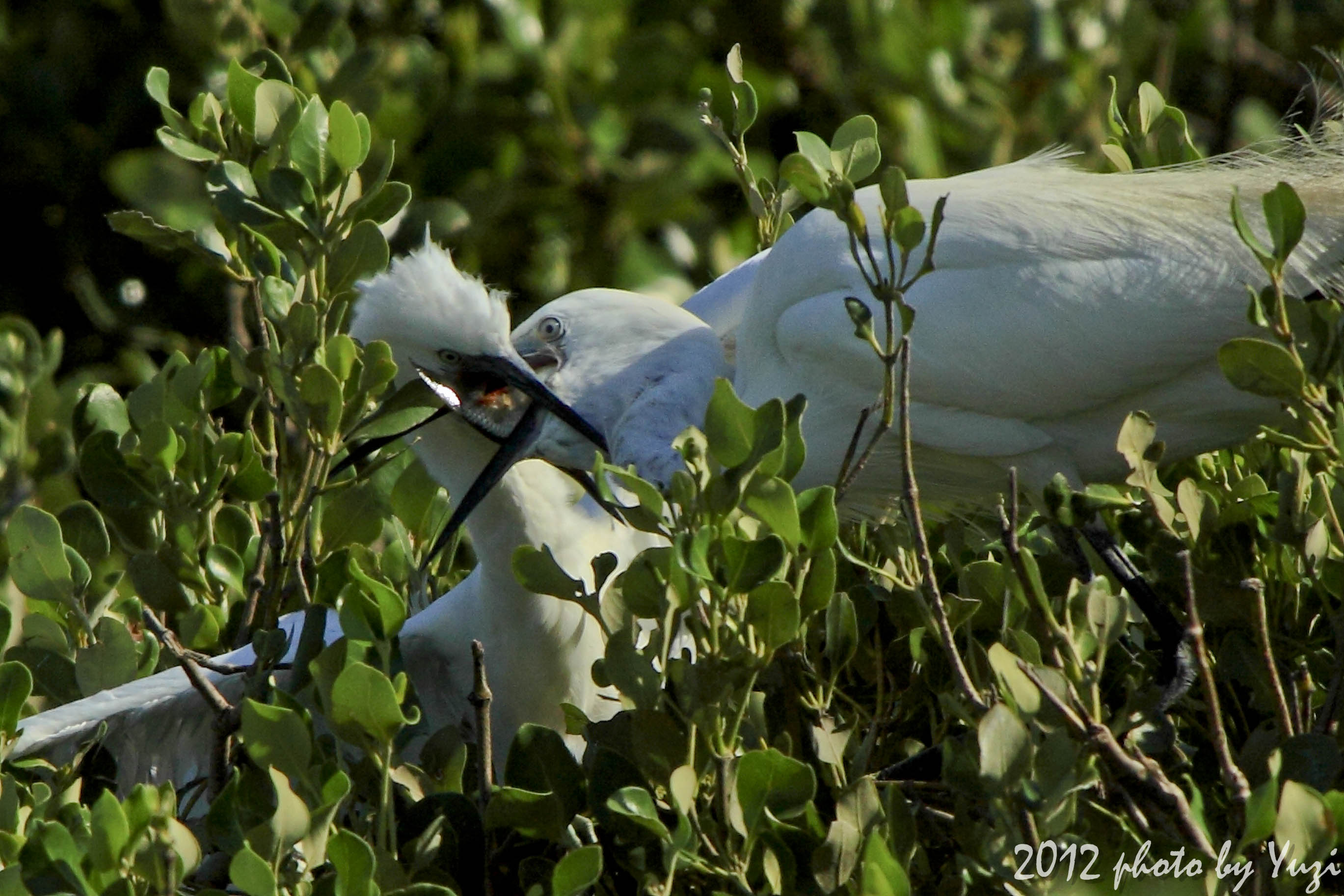 http://i.dcview.tw/gallery/201205/8bbd9bc0f4630648259b4b01d1a6b101.jpg