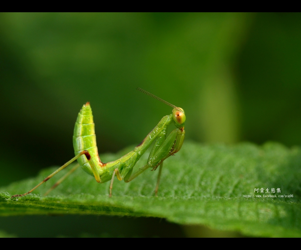 http://i.dcview.tw/gallery/201205/8ddfddbedd4cf169a313b513223d0286.jpg