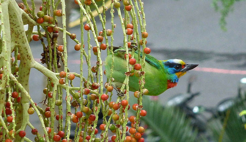 http://i.dcview.tw/gallery/201205/9b9ed9201345c0b2422158ff043a63e6.jpg