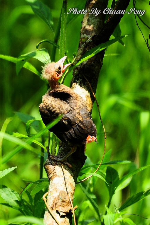 http://i.dcview.tw/gallery/201205/9beb831a5164d1c5f0fa76f105b0386a.jpg