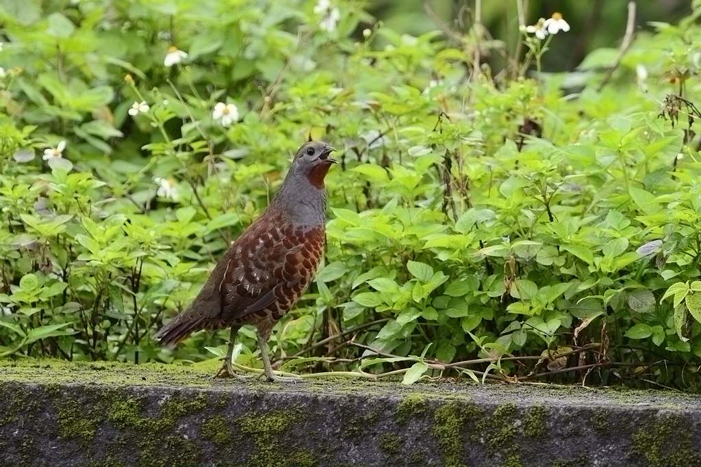 http://i.dcview.tw/gallery/201205/9dcbaea21150afb7cd4bf734c780f601.jpg