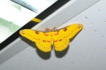 黃豹天蠶蛾 (台灣特有種 蛾類)