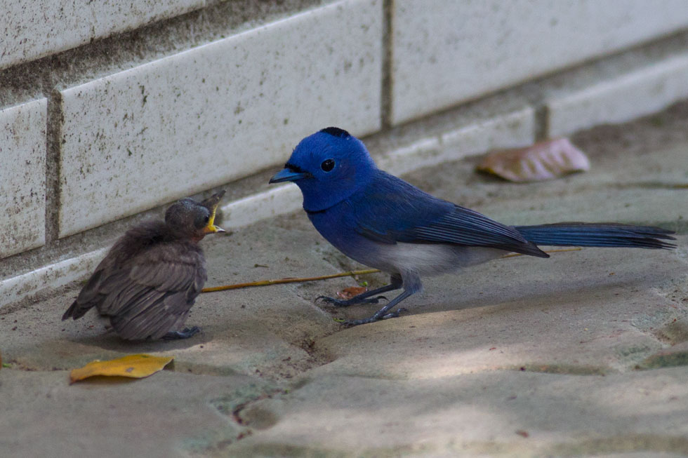http://i.dcview.tw/gallery/201205/b1a08cca8178bcc9dbbf551ebc2d7d9f.jpg