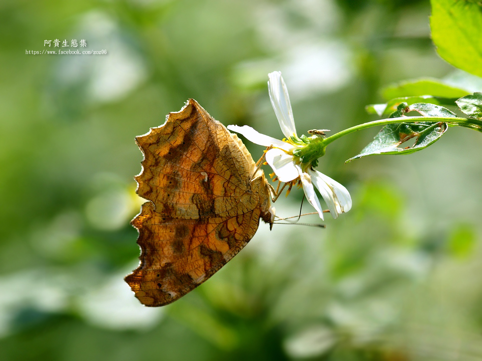 http://i.dcview.tw/gallery/201205/b323307af93d9e75b25a1f8a58a68320.jpg