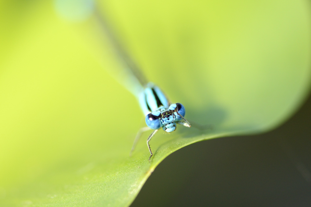 http://i.dcview.tw/gallery/201205/b6cbe98d13f13ceb74ffe45577da80b3.jpg