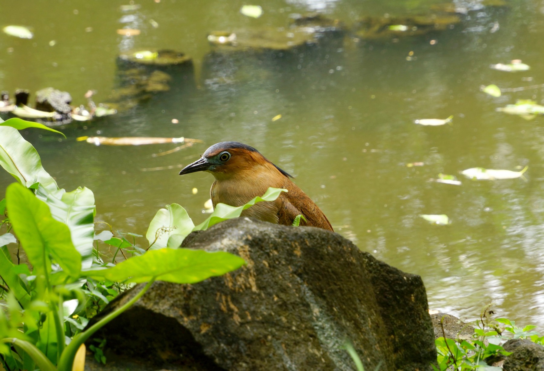 http://i.dcview.tw/gallery/201205/c0a42931602037a3903a875921222eb8.jpg