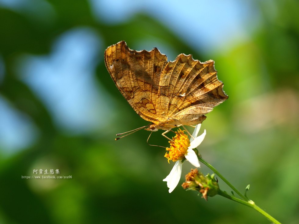 http://i.dcview.tw/gallery/201205/c135503ac7c5d65968cbf0b23560076e.jpg