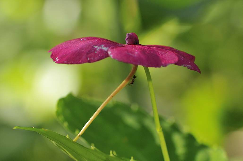 http://i.dcview.tw/gallery/201205/c76772474c76165f82d02d0443fddac5.jpg