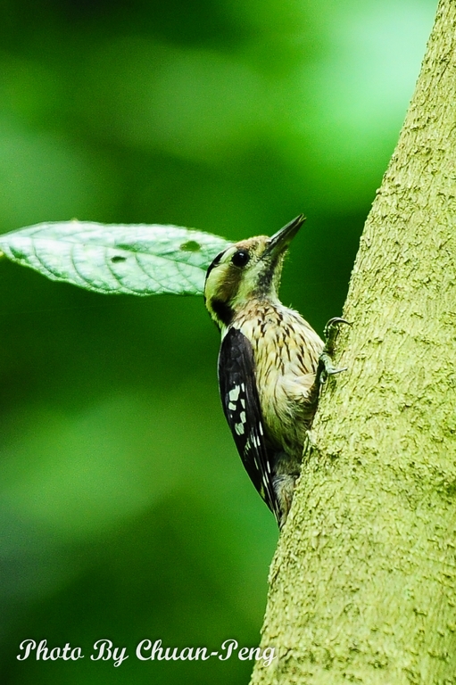 http://i.dcview.tw/gallery/201205/ce8e8e24e3544c487d3a03f5050c1668.jpg