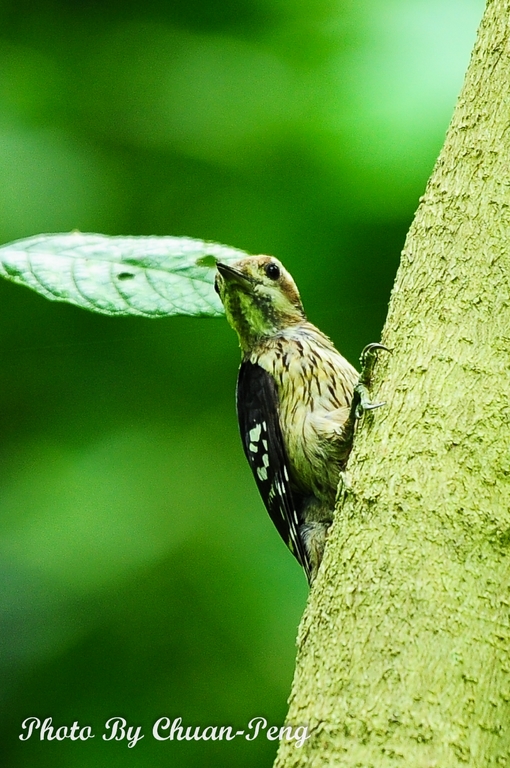 http://i.dcview.tw/gallery/201205/cf5a8c125abdf42308a88338e359ea90.jpg