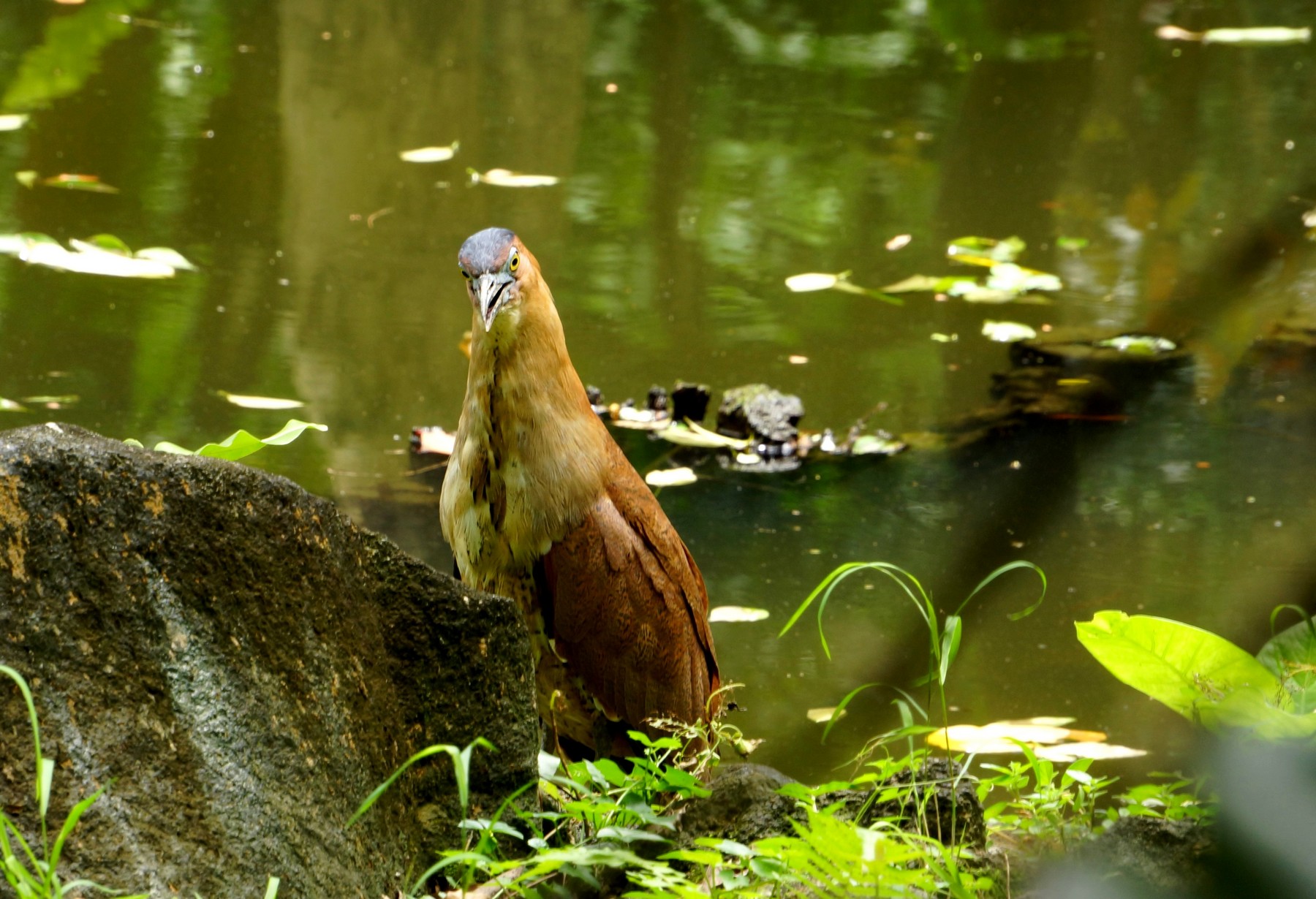 http://i.dcview.tw/gallery/201205/d3d3a8685f13f2380ea053d4d24b898d.jpg