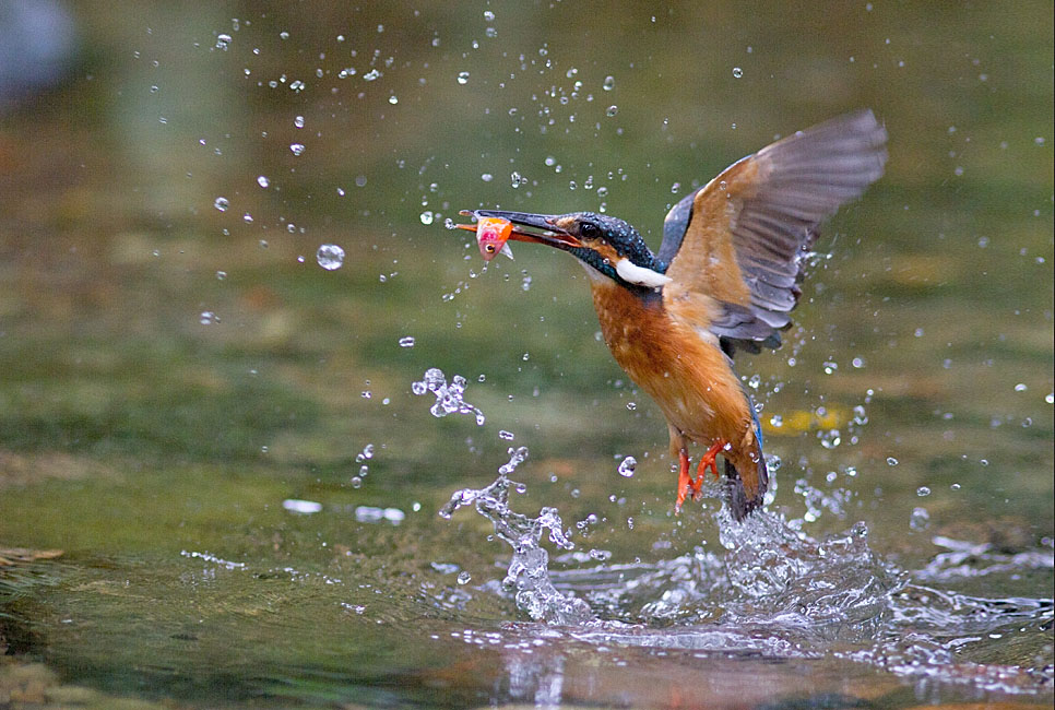 http://i.dcview.tw/gallery/201205/d53f66260b655099a897ffc8e002a0e1.jpg