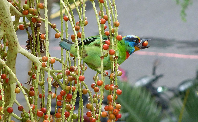 http://i.dcview.tw/gallery/201205/d8b2ffcf9504724c9a2adac979dc7b20.jpg