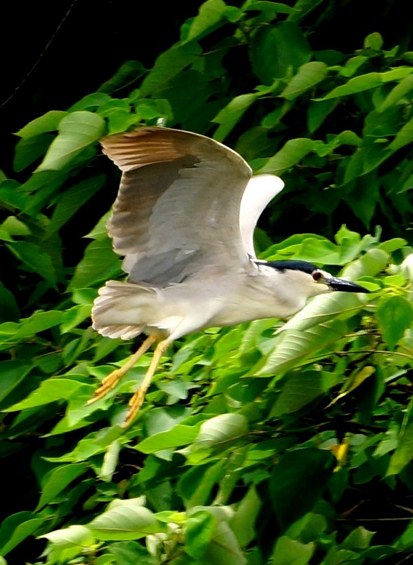 http://i.dcview.tw/gallery/201205/dc3f3477ef49d4da8c2929009408b556.jpg