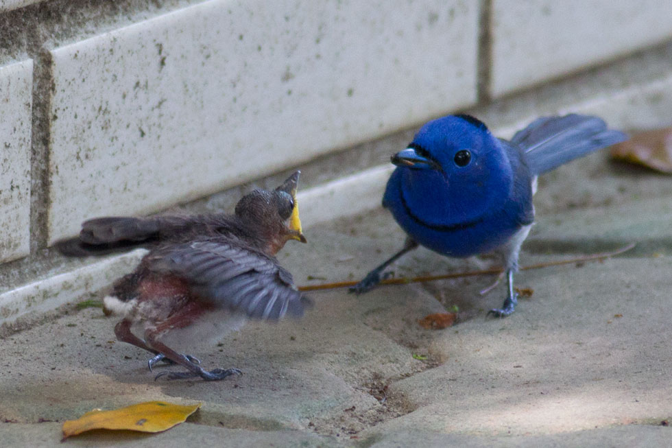 http://i.dcview.tw/gallery/201205/dc6d47e8f70dfb224d18e0bc44ceef72.jpg